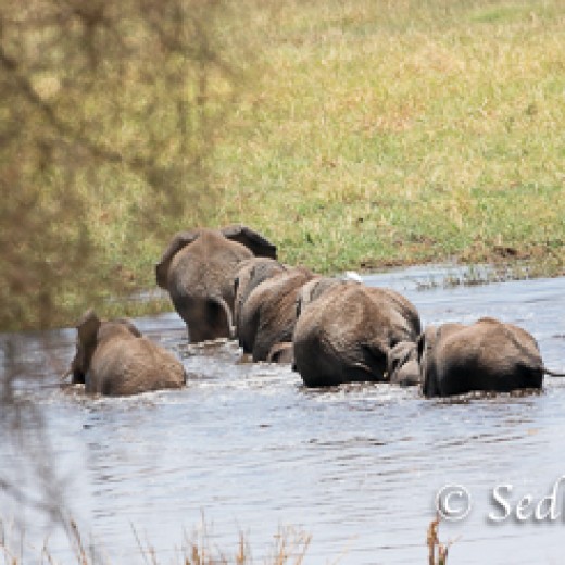 Elefant-9878.jpg   Elefanten, Tansania, Serengeti, Safari
Foto: © Johann Sedlmayr - s8-foto.de