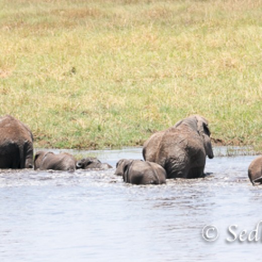 Elefant-9880.jpg   Elefanten, Tansania, Serengeti, Safari
Foto: © Johann Sedlmayr - s8-foto.de