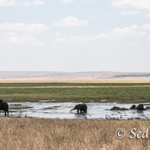 Elefant-9885.jpg   Elefanten, Tansania, Serengeti, Safari
Foto: © Johann Sedlmayr - s8-foto.de