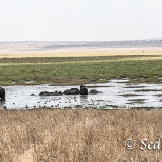 Elefant-9886.jpg   Elefanten, Tansania, Serengeti, Safari
Foto: © Johann Sedlmayr - s8-foto.de