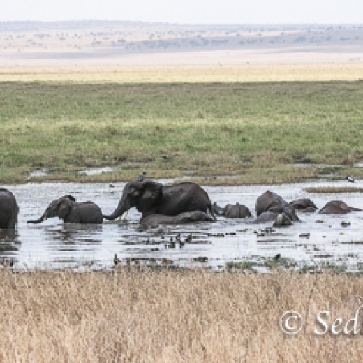 Elefant-9888.jpg   Elefanten, Tansania, Serengeti, Safari
Foto: © Johann Sedlmayr - s8-foto.de