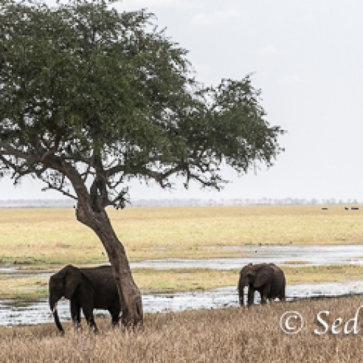 Elefant-9887.jpg   Elefanten, Tansania, Serengeti, Safari
Foto: © Johann Sedlmayr - s8-foto.de