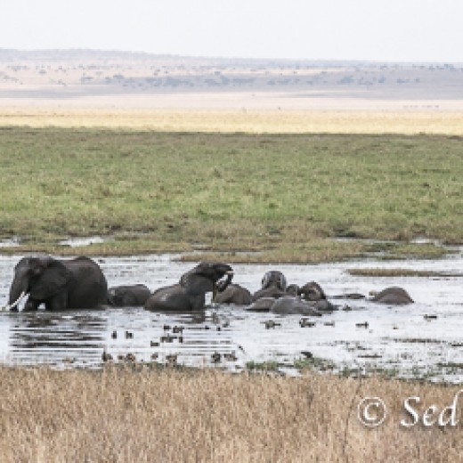 Elefant-9889.jpg   Elefanten, Tansania, Serengeti, Safari
Foto: © Johann Sedlmayr - s8-foto.de