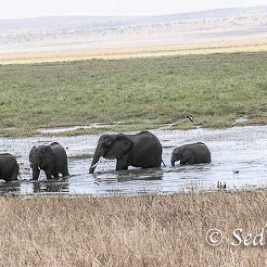 Elefant-9890.jpg   Elefanten, Tansania, Serengeti, Safari
Foto: © Johann Sedlmayr - s8-foto.de