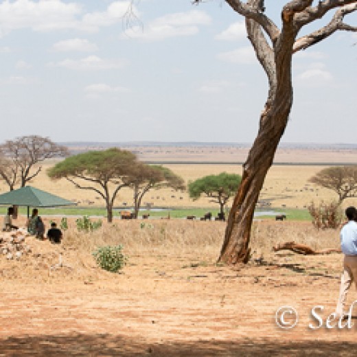 Elefant-9894.jpg   Elefanten, Tansania, Serengeti, Safari
Foto: © Johann Sedlmayr - s8-foto.de
