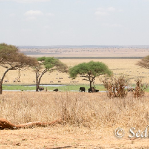 Elefant-9896.jpg   Elefanten, Tansania, Serengeti, Safari
Foto: © Johann Sedlmayr - s8-foto.de