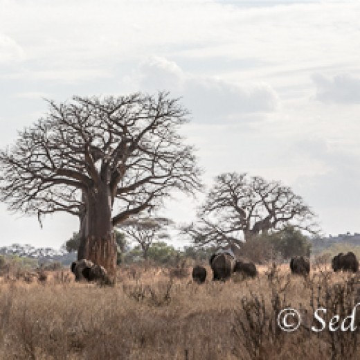 Elefant-9952.jpg   Elefanten, Tansania, Serengeti, Safari
Foto: © Johann Sedlmayr - s8-foto.de