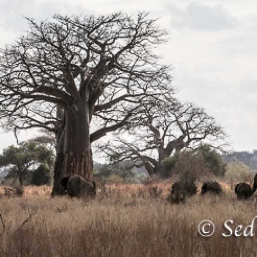 Elefant-9953.jpg   Elefanten, Tansania, Serengeti, Safari
Foto: © Johann Sedlmayr - s8-foto.de