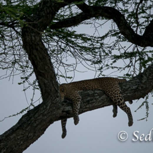 Leopard-7394.jpg   