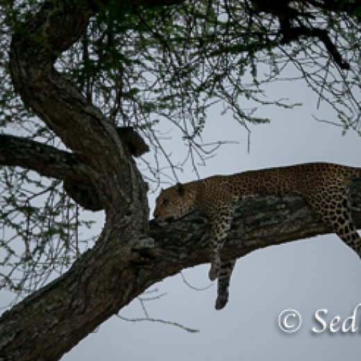 Leopard-7399.jpg   