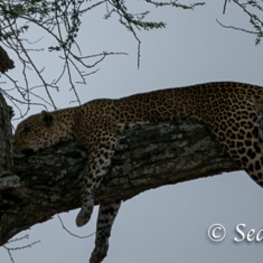 Leopard-7400.jpg   