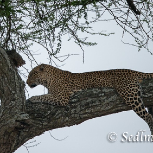 Leopard-7409.jpg   