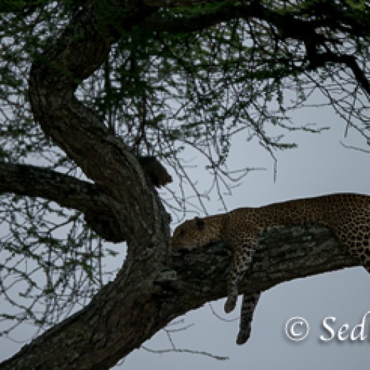 Leopard-7401.jpg   