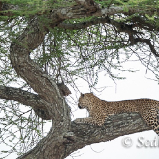 Leopard-7411.jpg   