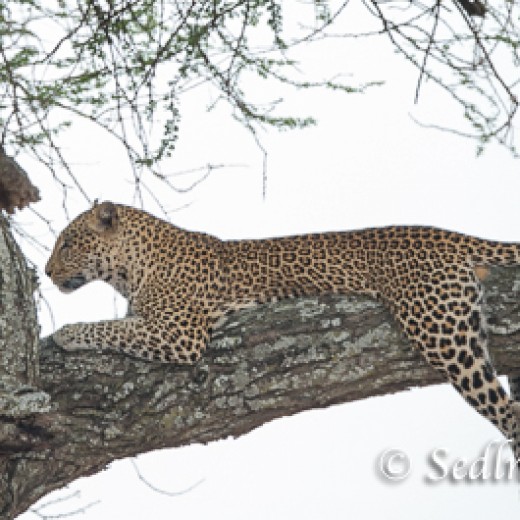 Leopard-7412.jpg   