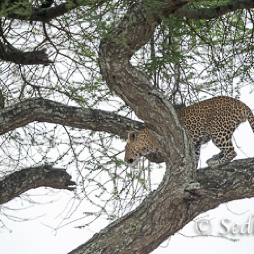 Leopard-7413.jpg   