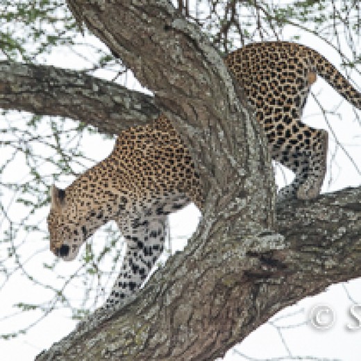 Leopard-7414.jpg   