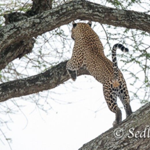 Leopard-7415-2.jpg   