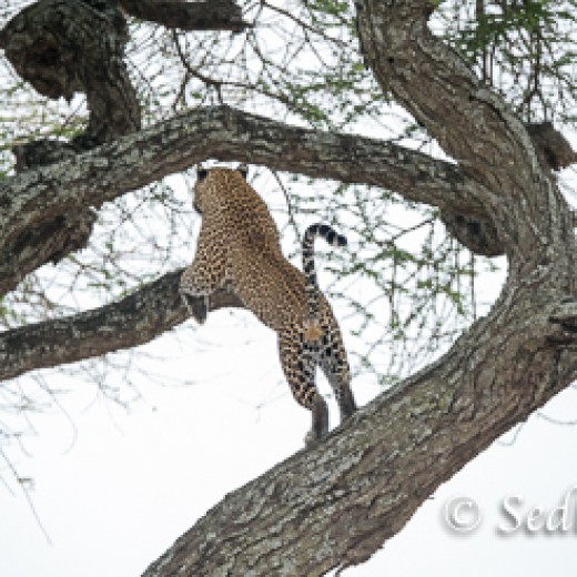 Leopard-7415.jpg   