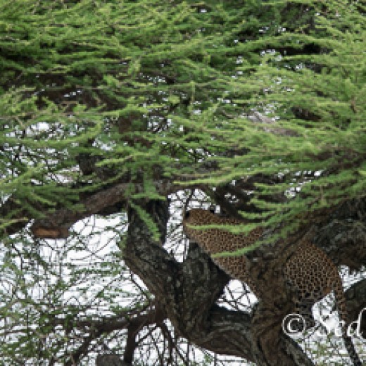Leopard-7416.jpg   