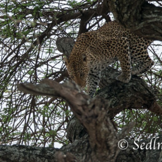 Leopard-7417.jpg   