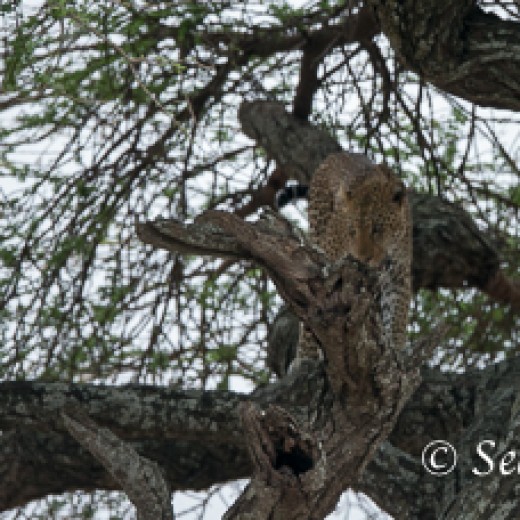 Leopard-7418.jpg   