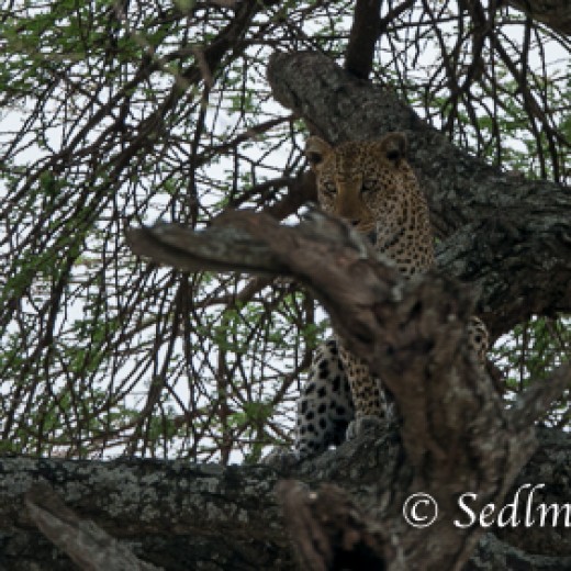 Leopard-7420.jpg   