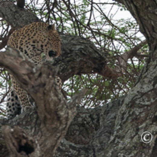 Leopard-7421.jpg   