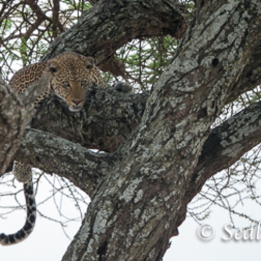 Leopard-7423.jpg   