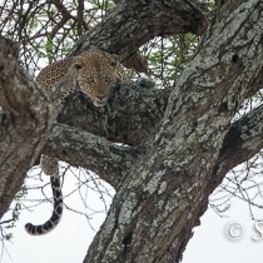 Leopard-7424.jpg   