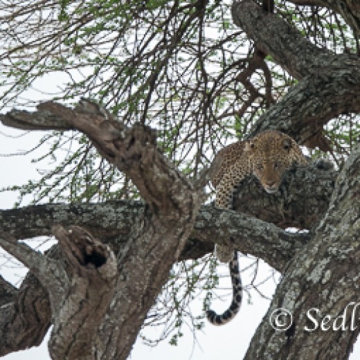 Leopard-7426.jpg   
