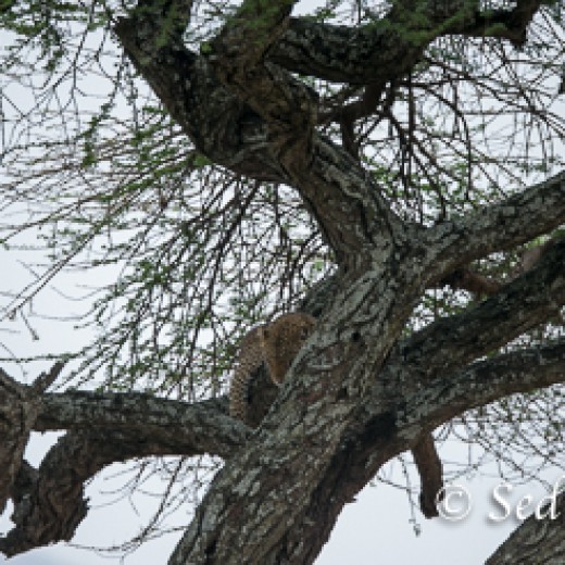 Leopard-7427.jpg   