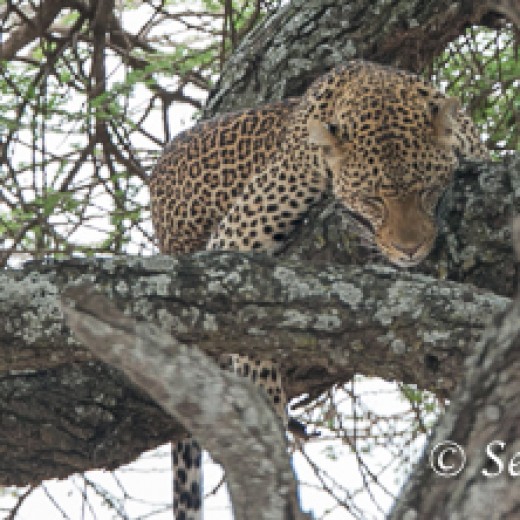 Leopard-7433.jpg   