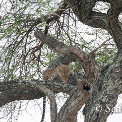 Leopard-7434.jpg   