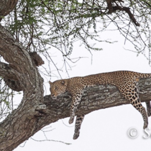 Leopard-9309.jpg   