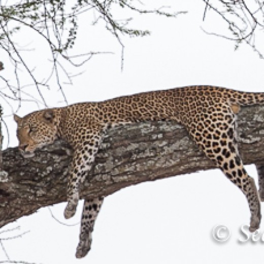 Leopard-9310.jpg   