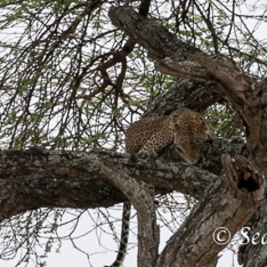 Leopard-9312.jpg   