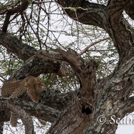 Leopard-9313.jpg   