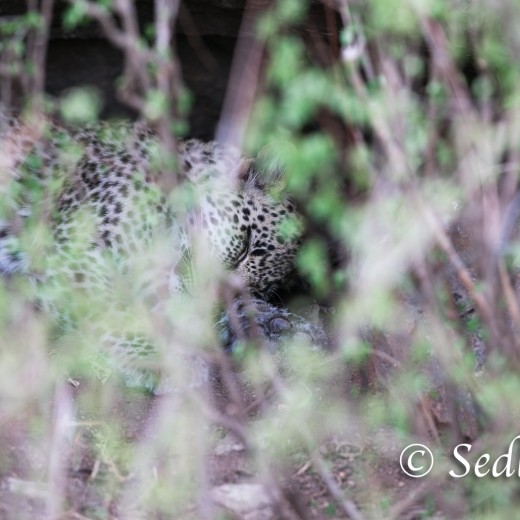 unbenannt-8430.jpg   Leopard in der Serengeti - Tansania
Fotos: © Sedlmayr  -  s8-foto.de