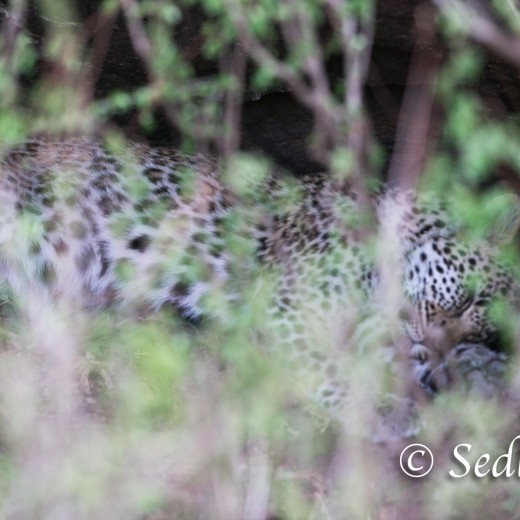 unbenannt-8431.jpg   Leopard in der Serengeti - Tansania
Fotos: © Sedlmayr  -  s8-foto.de