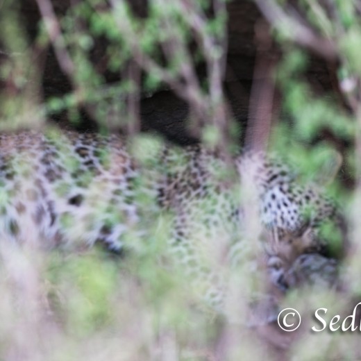 unbenannt-8432.jpg   Leopard in der Serengeti - Tansania
Fotos: © Sedlmayr  -  s8-foto.de