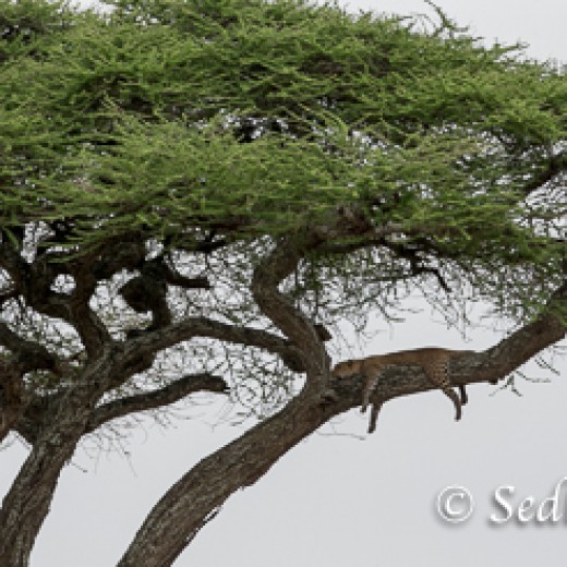 unbenannt-9308.jpg   Leopard in der Serengeti - Tansania
Fotos: © Sedlmayr  -  s8-foto.de