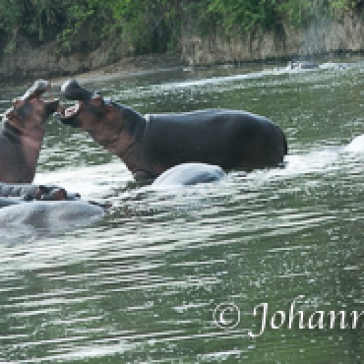 Hippo-7318.jpg   