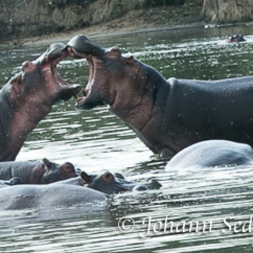 Hippo-7319.jpg   