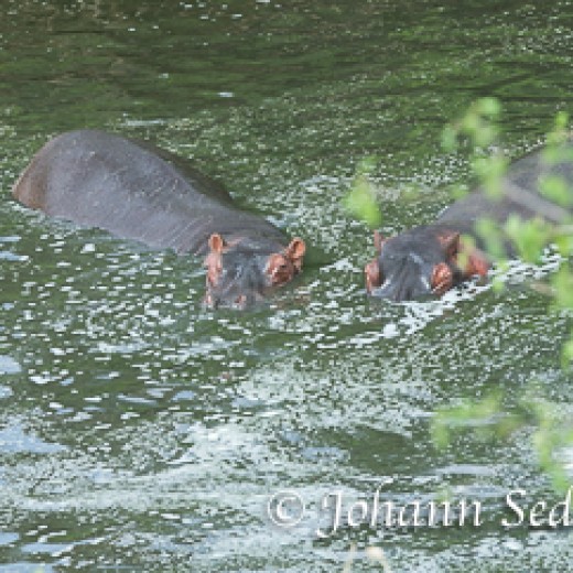 Hippo-7321.jpg   