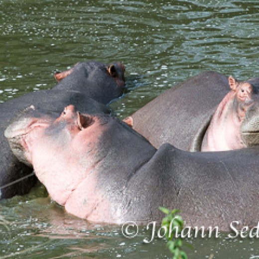 Hippo-7325.jpg   