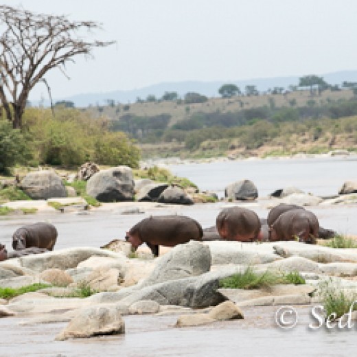 Hippo-8560.jpg   