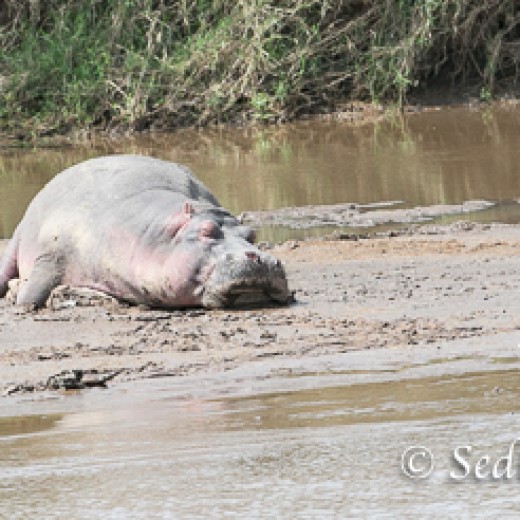 Hippo-8618.jpg   