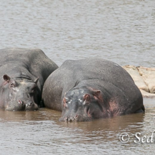 Hippo-8619.jpg   