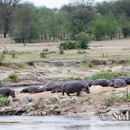 Hippo-8577.jpg   